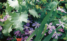 Clematis